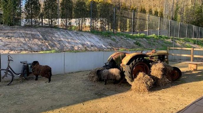 … ou encore des moutons d’Ouessant. Tous ont de grands enclos à disposition, le soir après la fermeture de la pépinière. C’est encore un point à expliquer aux internautes sur les réseaux sociaux. ©Odile Maillard